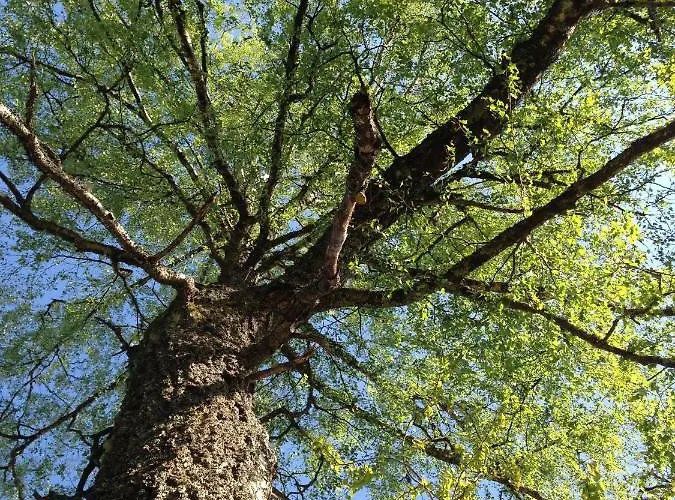 Breiva Gjestegaard Og Glamping Homestay Bo (Telemark)